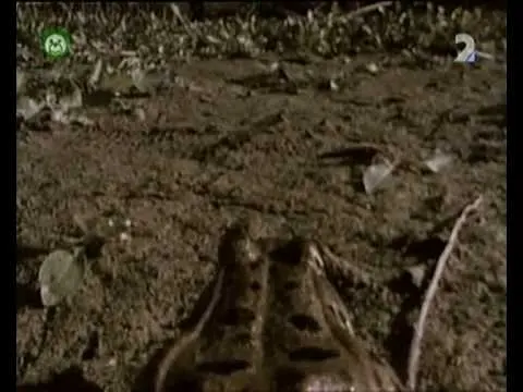 Pa a Pi - Zakletá princezna močálů